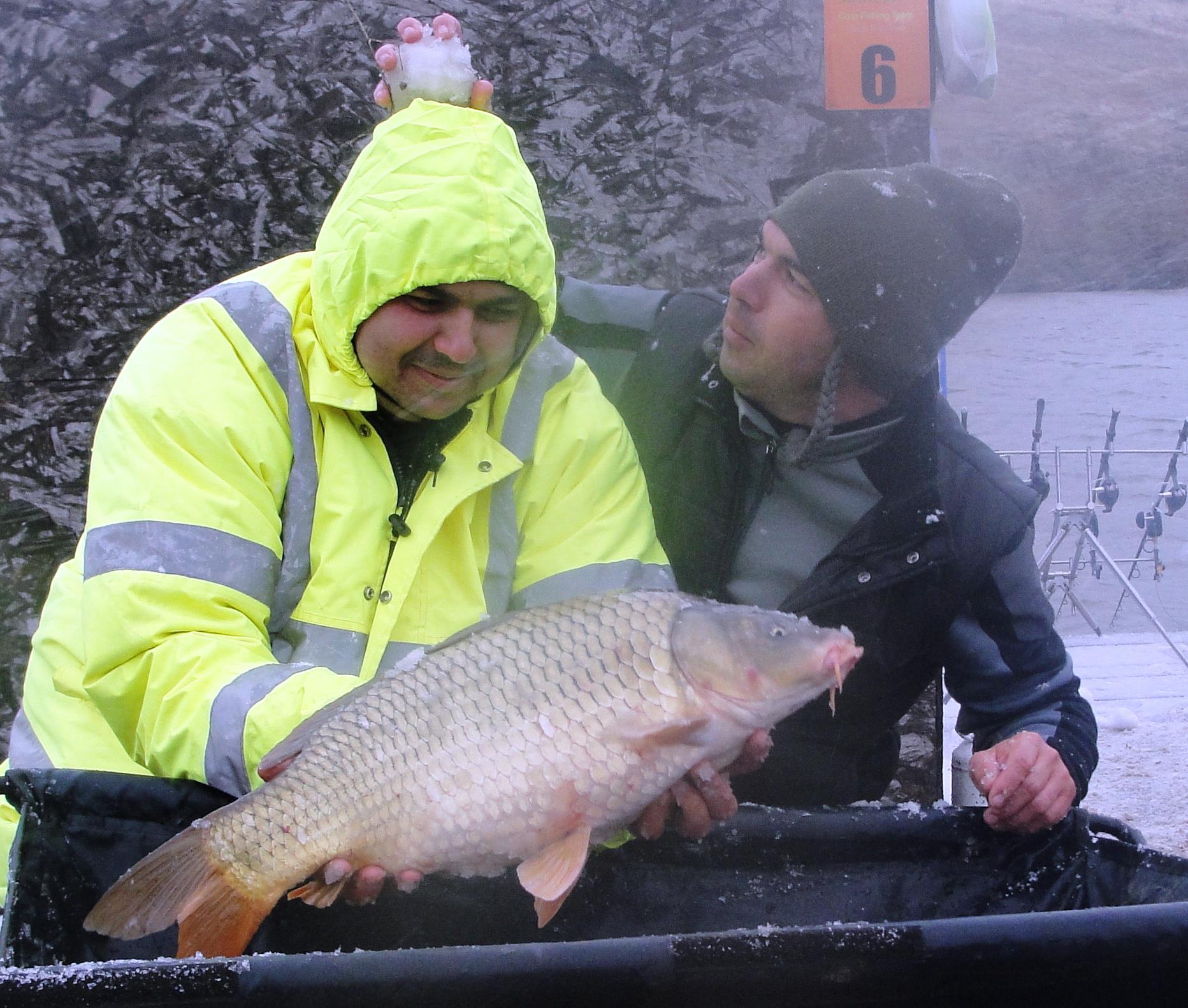 Magura 9 25 - 26 octombrie 2014 - pestisorul auriu